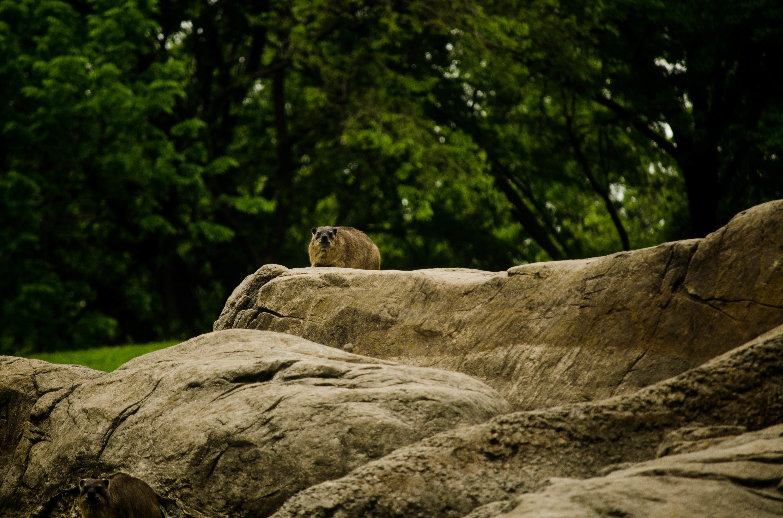 Rock hyrax