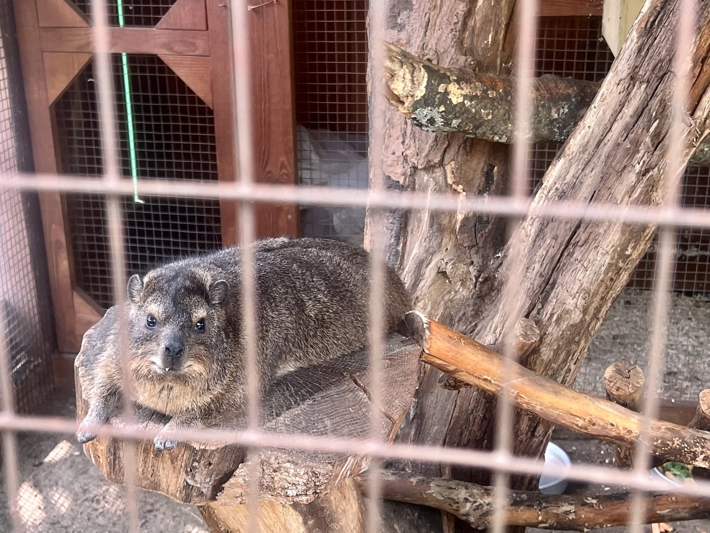 Rock Hyrax