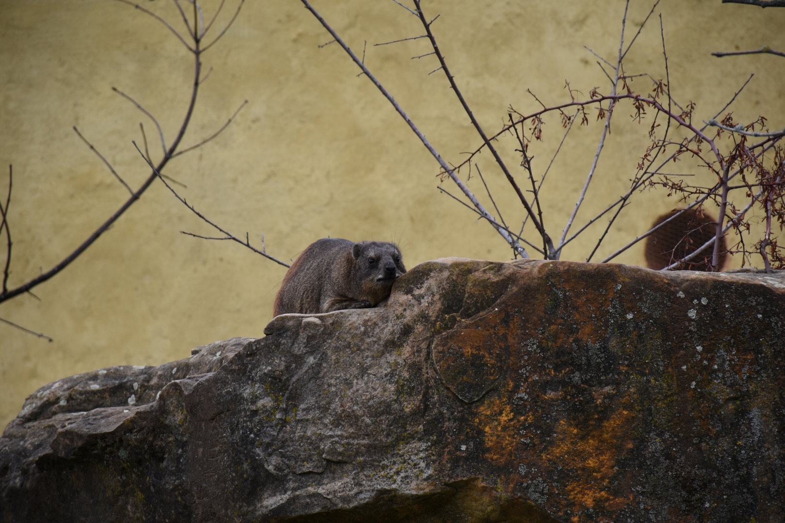 Rock hyrax