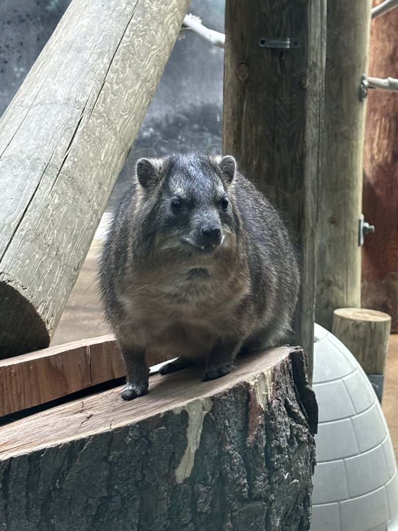 Rock Hyrax