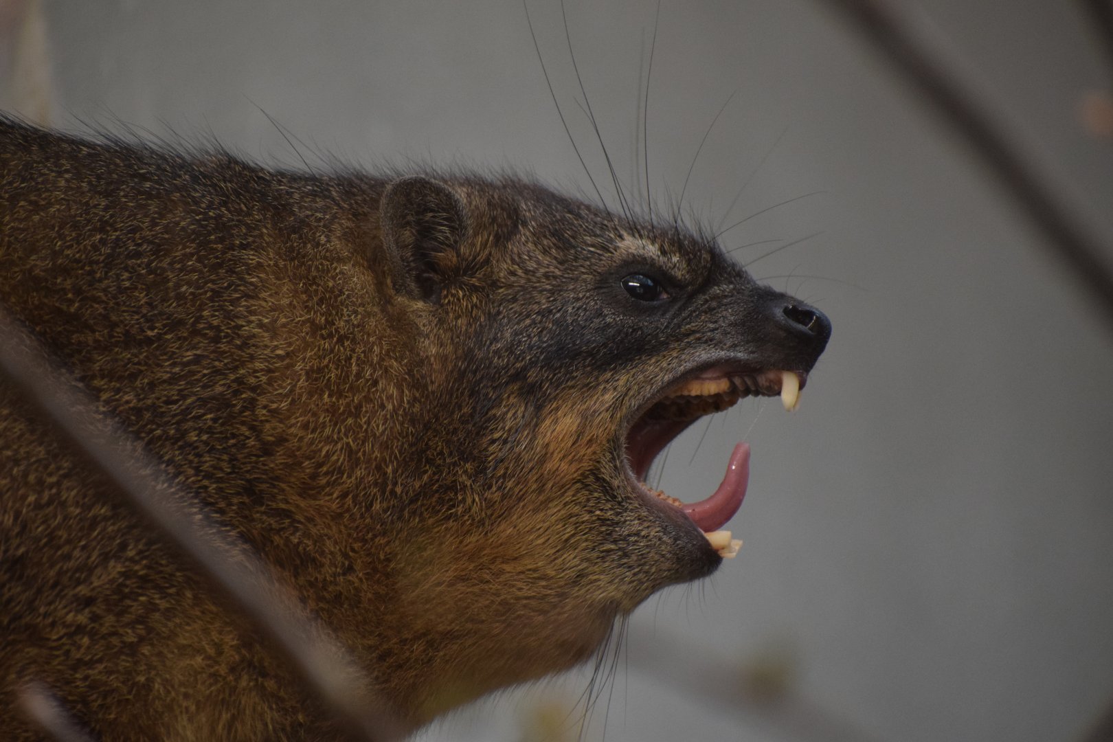 Rock hyrax