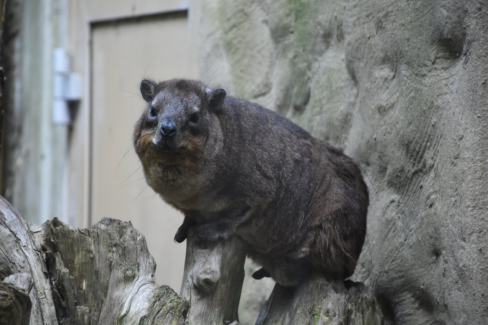 Rock hyrax