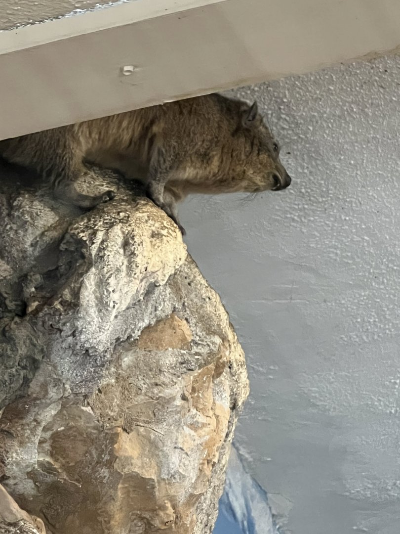 Rock Hyrax