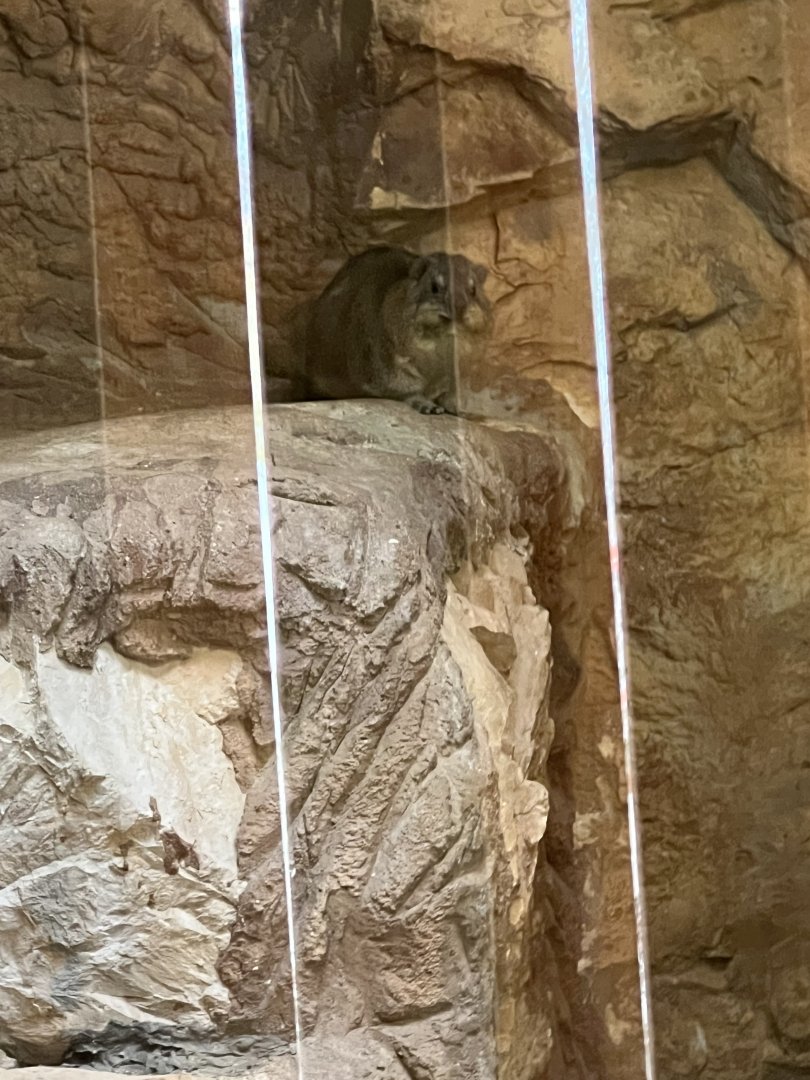 Rock Hyrax