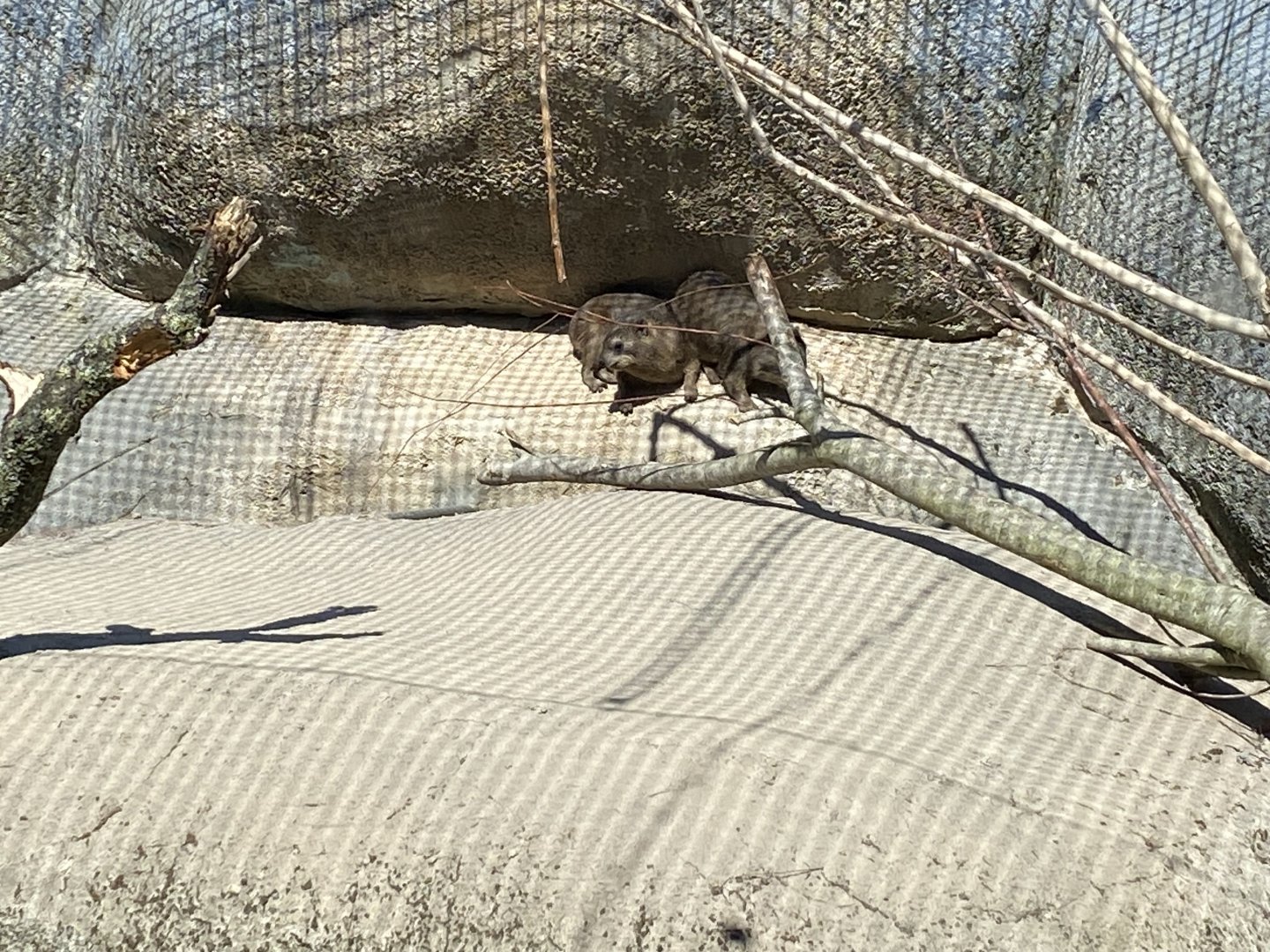 Rock hyrax