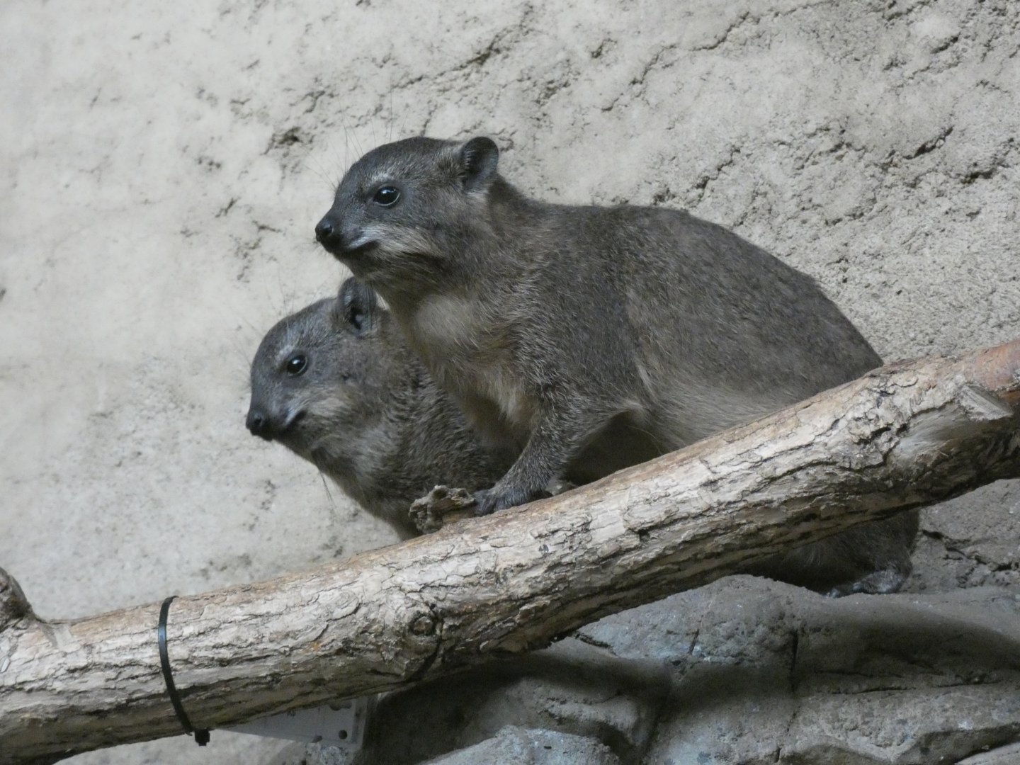 Rock hyrax