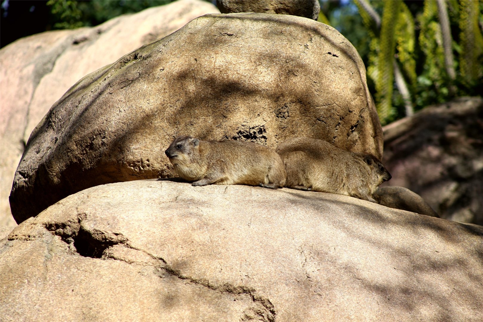 Rock Hyrax