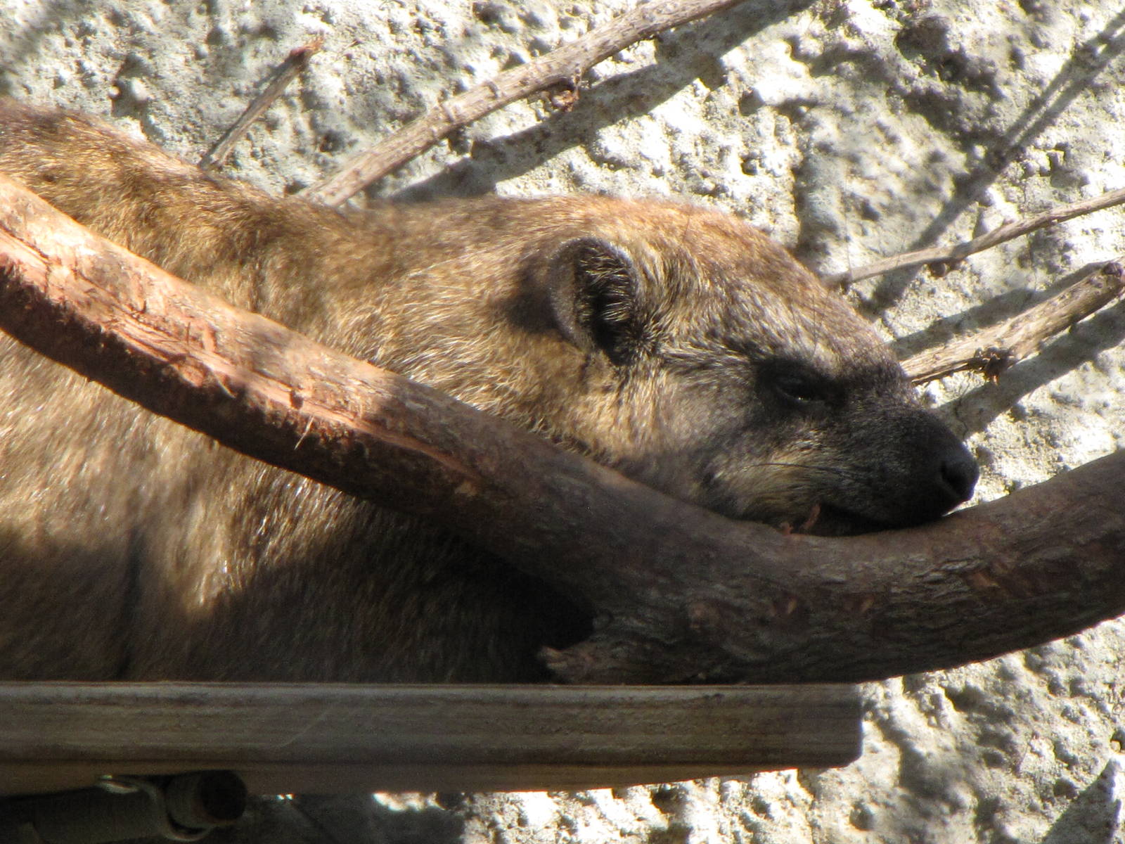 Rock Hyrax