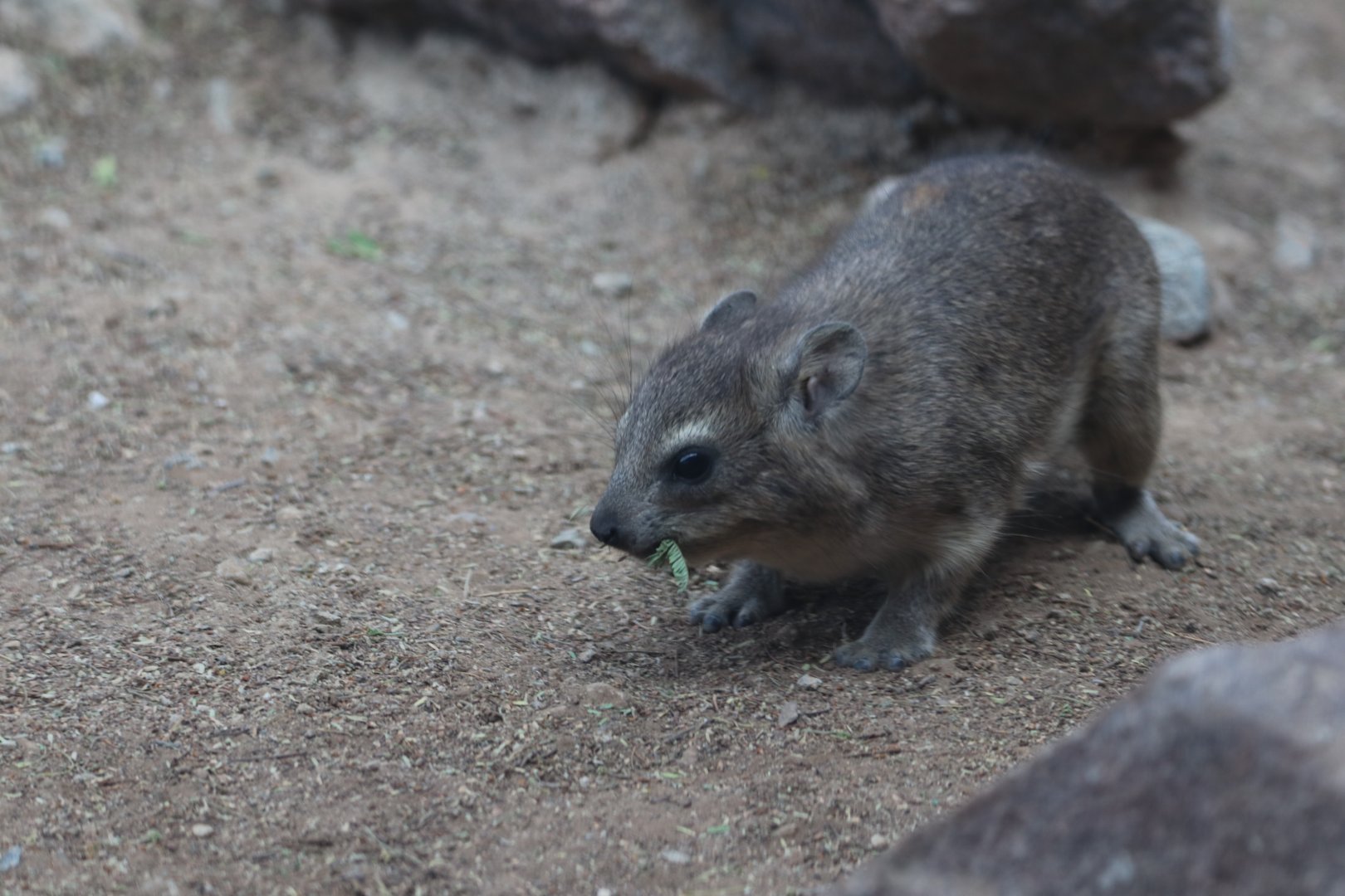 Rock hyrax