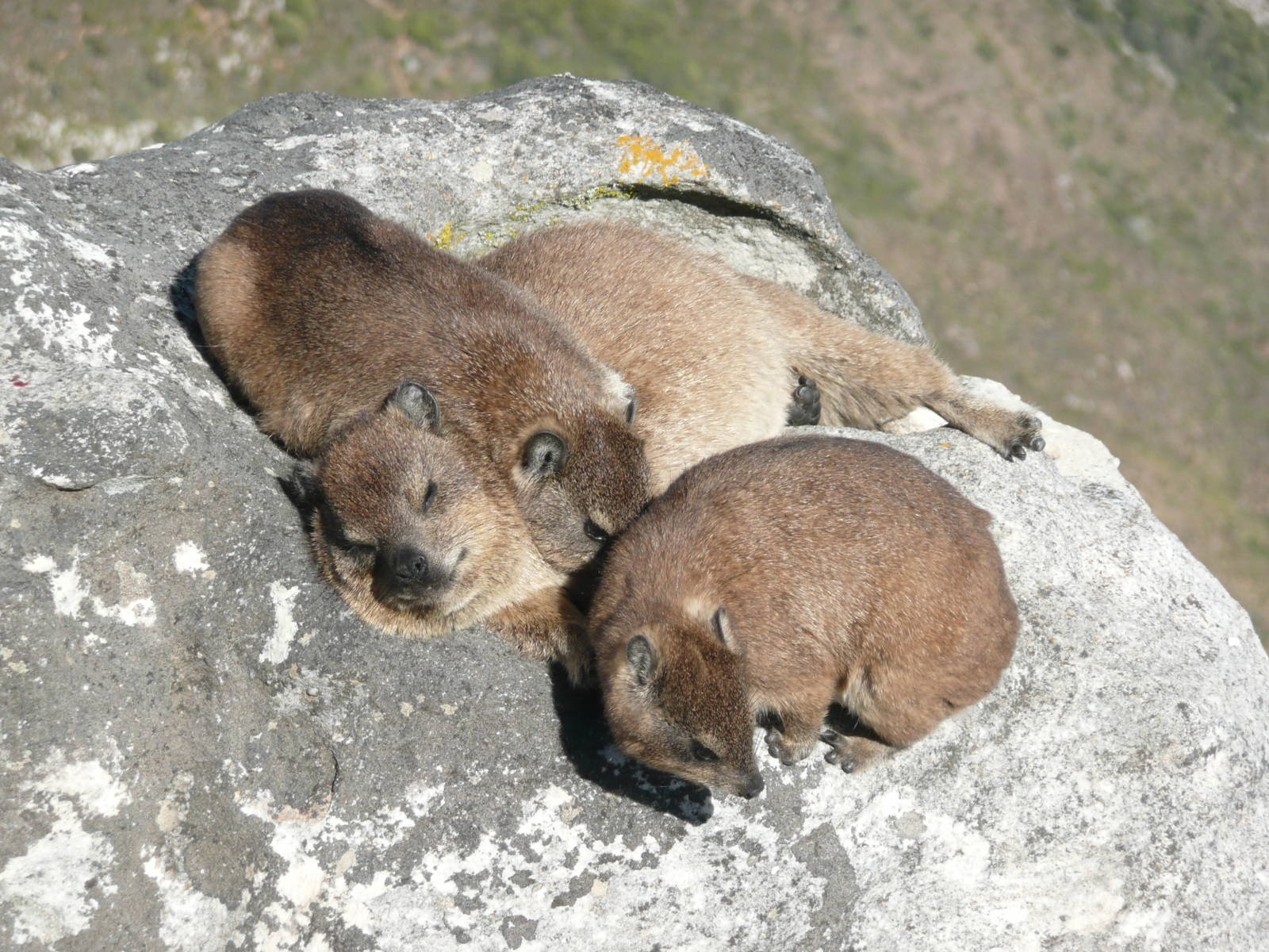 Rock Hyrax