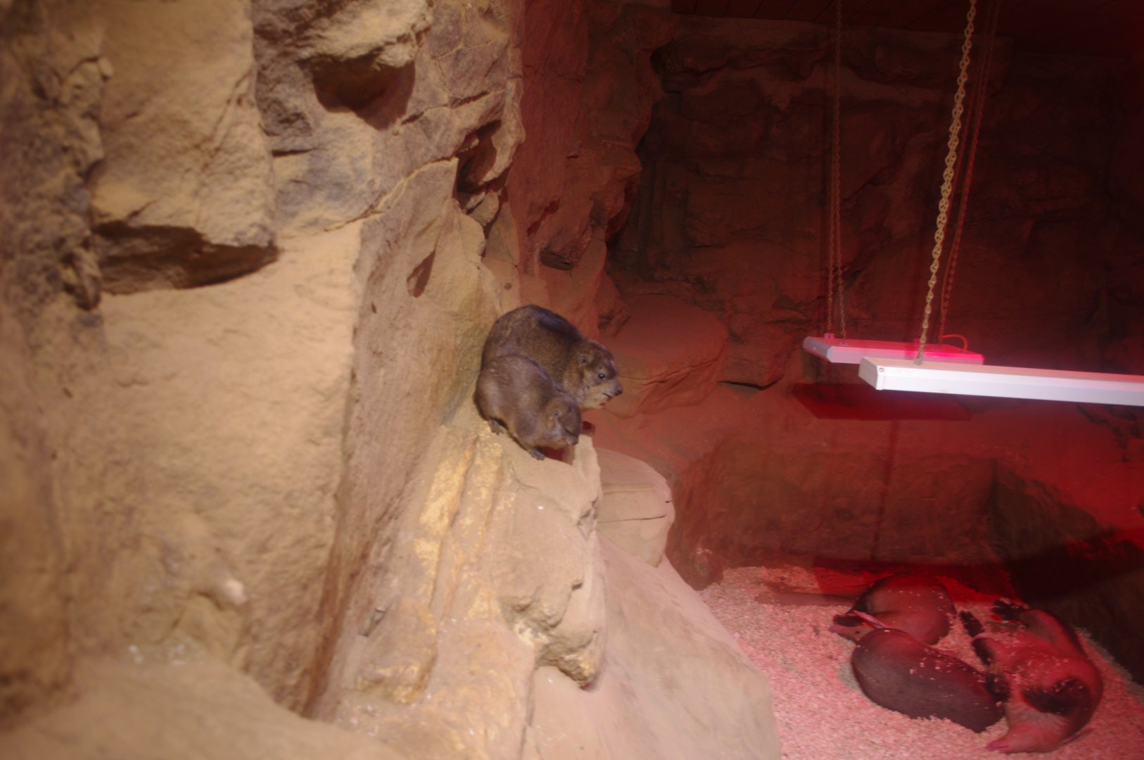 Rock Hyraxes and Aardvarks- 25/2/2022- Colchester Zoo
