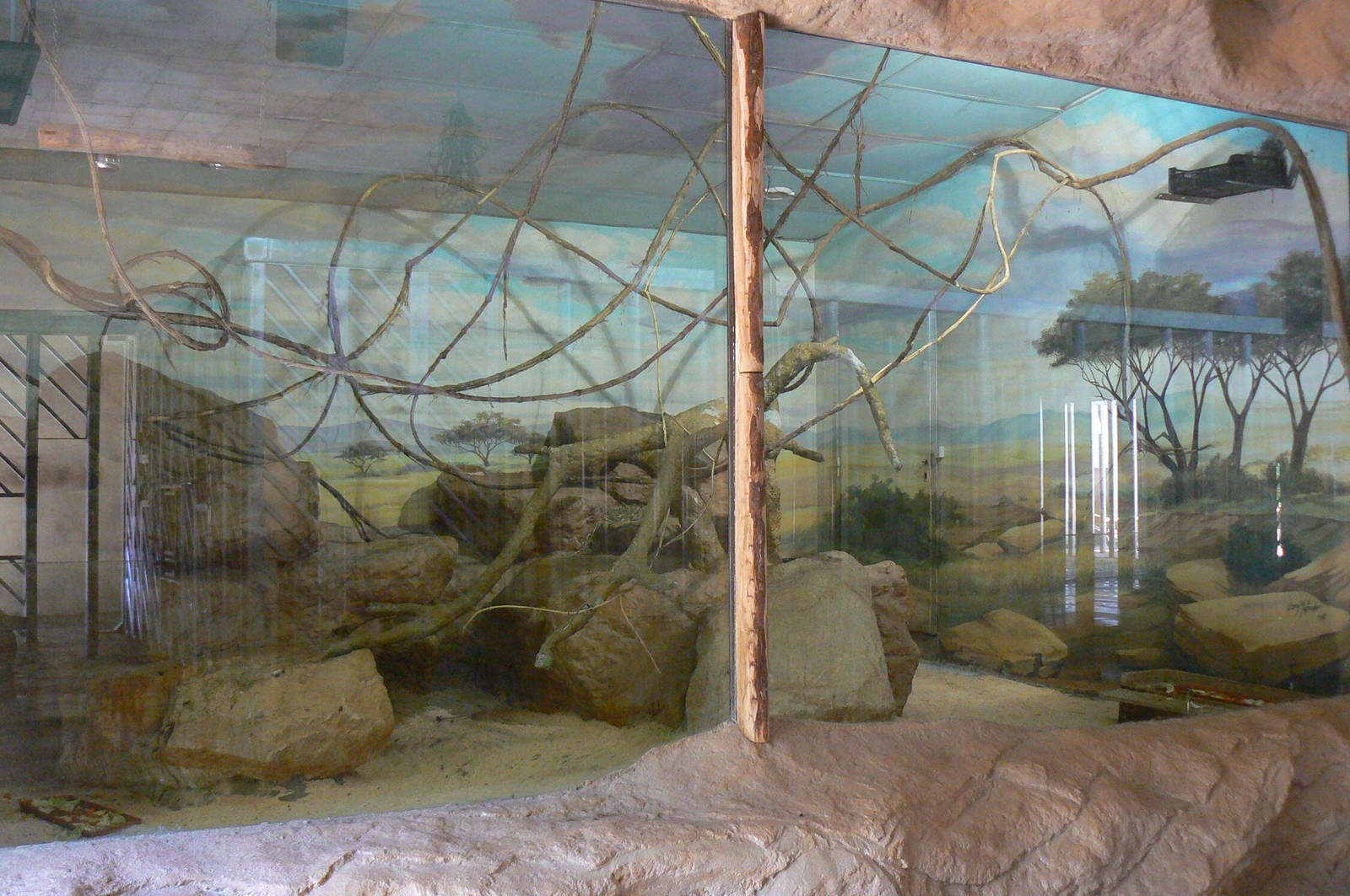 Rock hyraxes and black-billed turacos indoor enclosure in the elephants hou