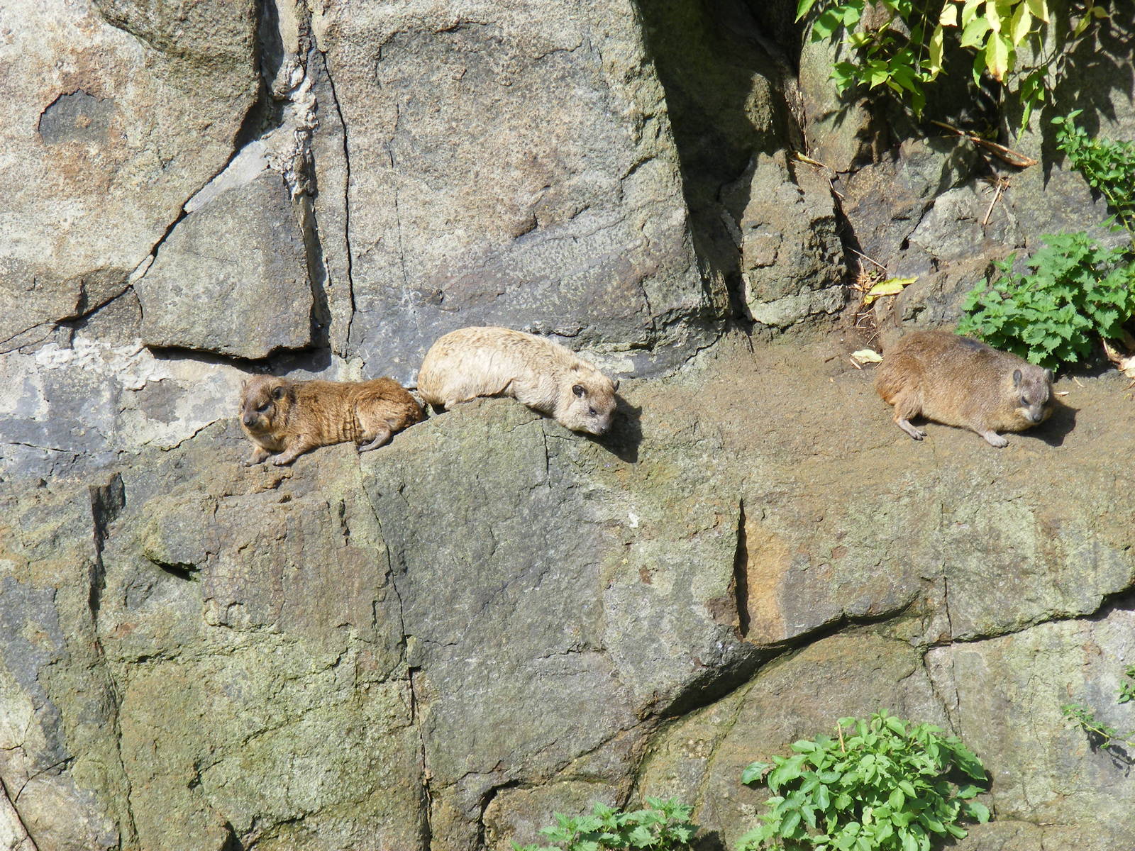 Rock hyraxes at Edinburgh Zoo, 2 October 2010