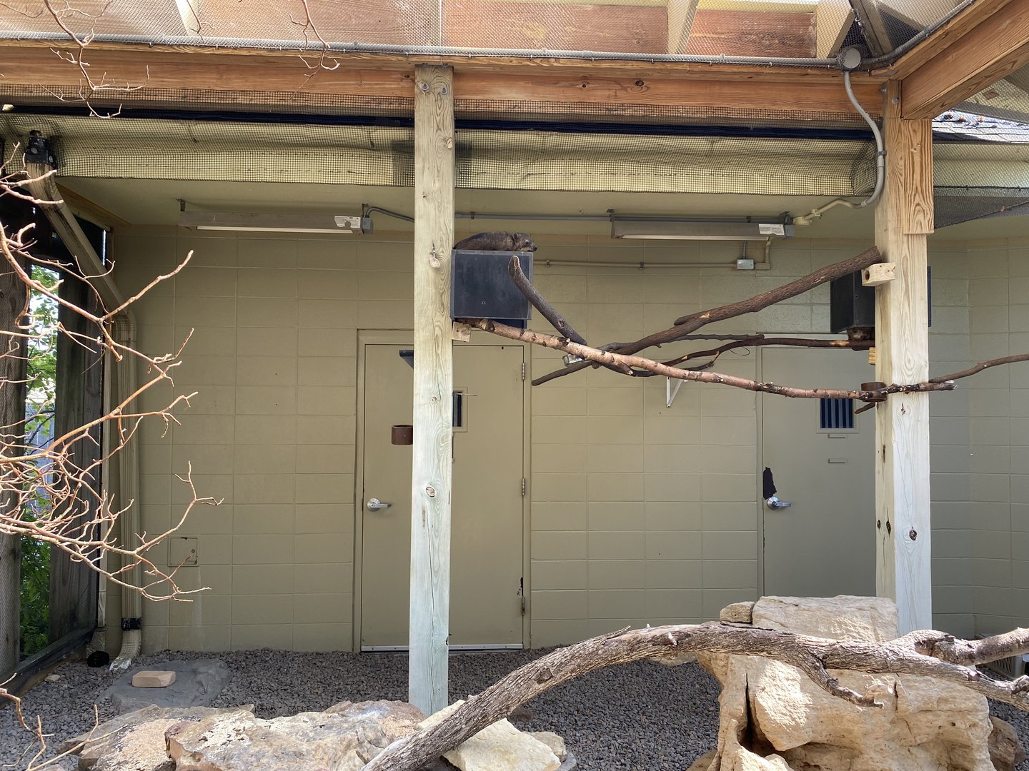 Rock Hyraxes - Flights of Fancy