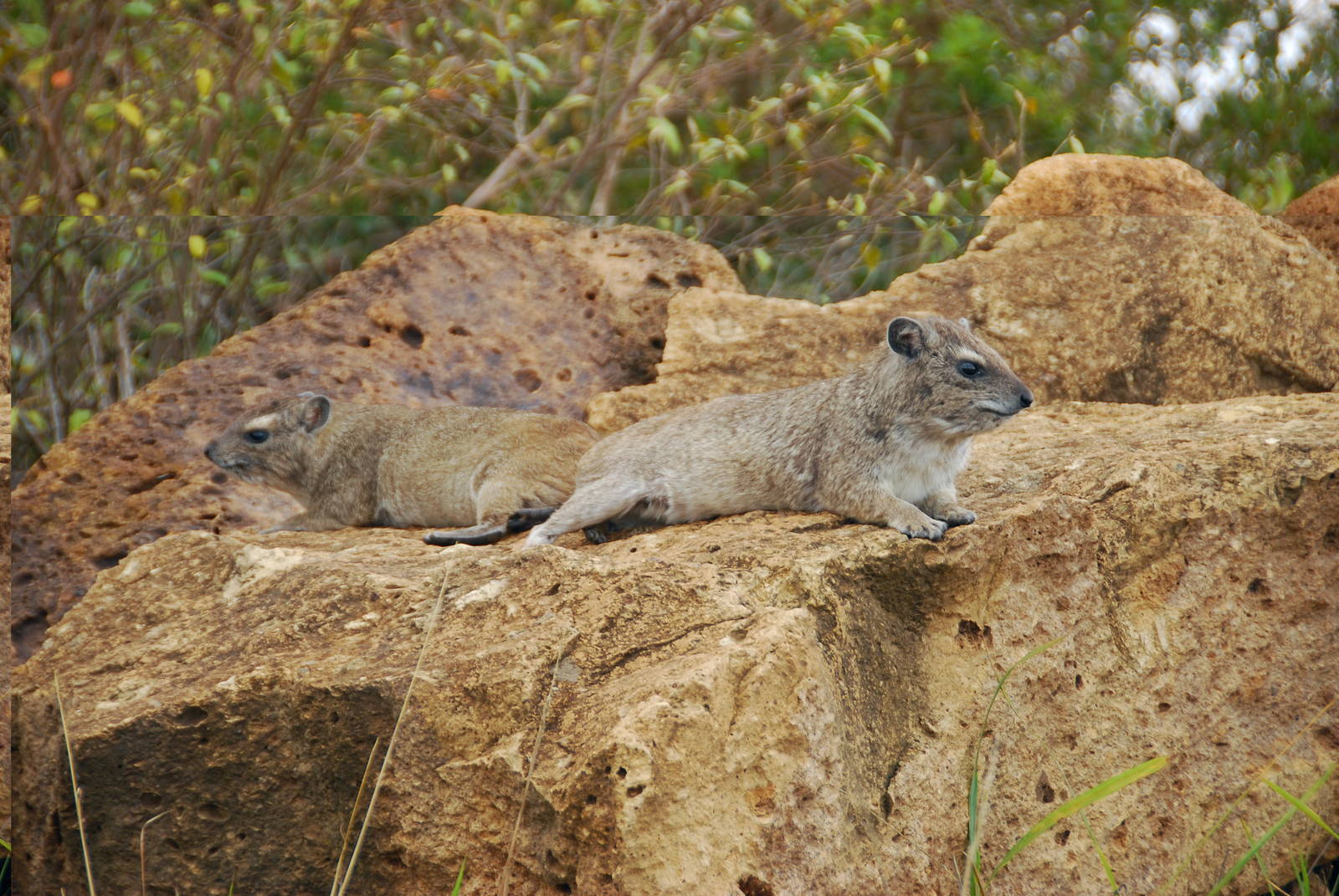 Rock Hyraxes - Nairobi National Park
