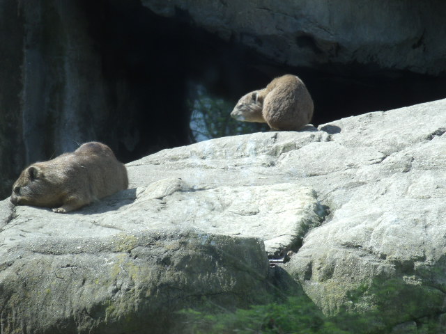 Rock Hyraxes