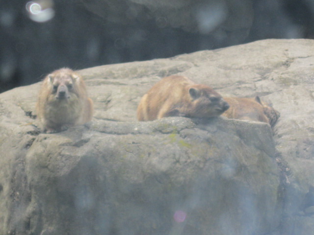 Rock Hyraxes