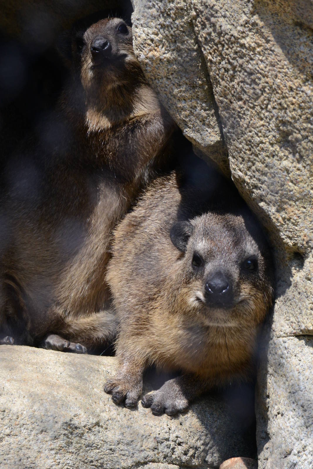 Rock hyraxes