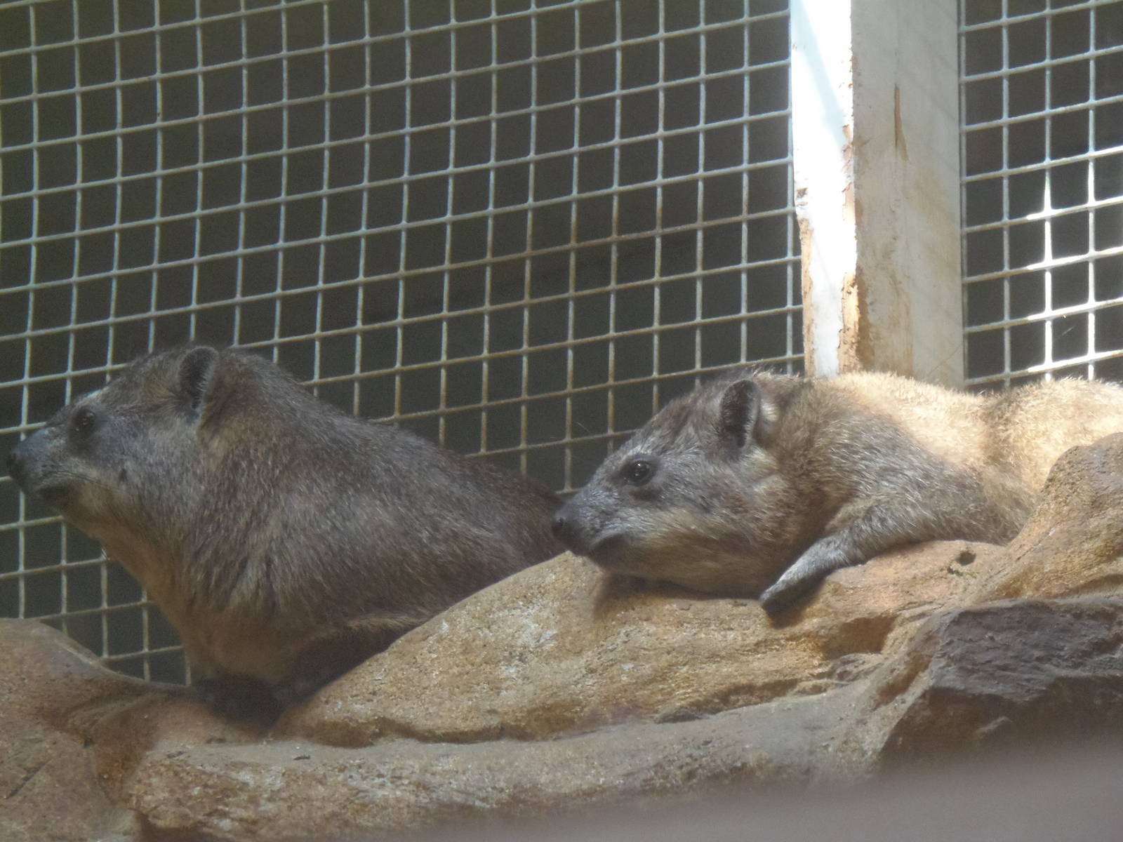 Rock Hyraxes
