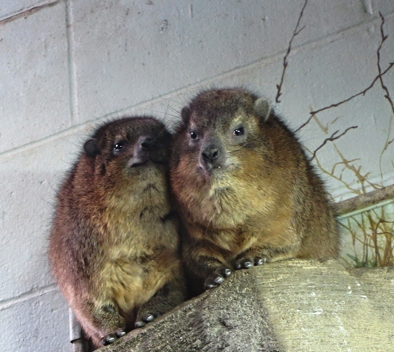Rock Hyraxes