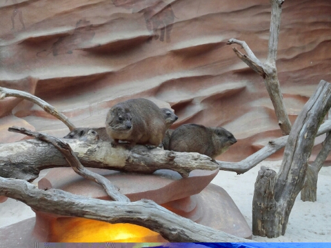 Rock Hyrex in the Lost Valley attraction