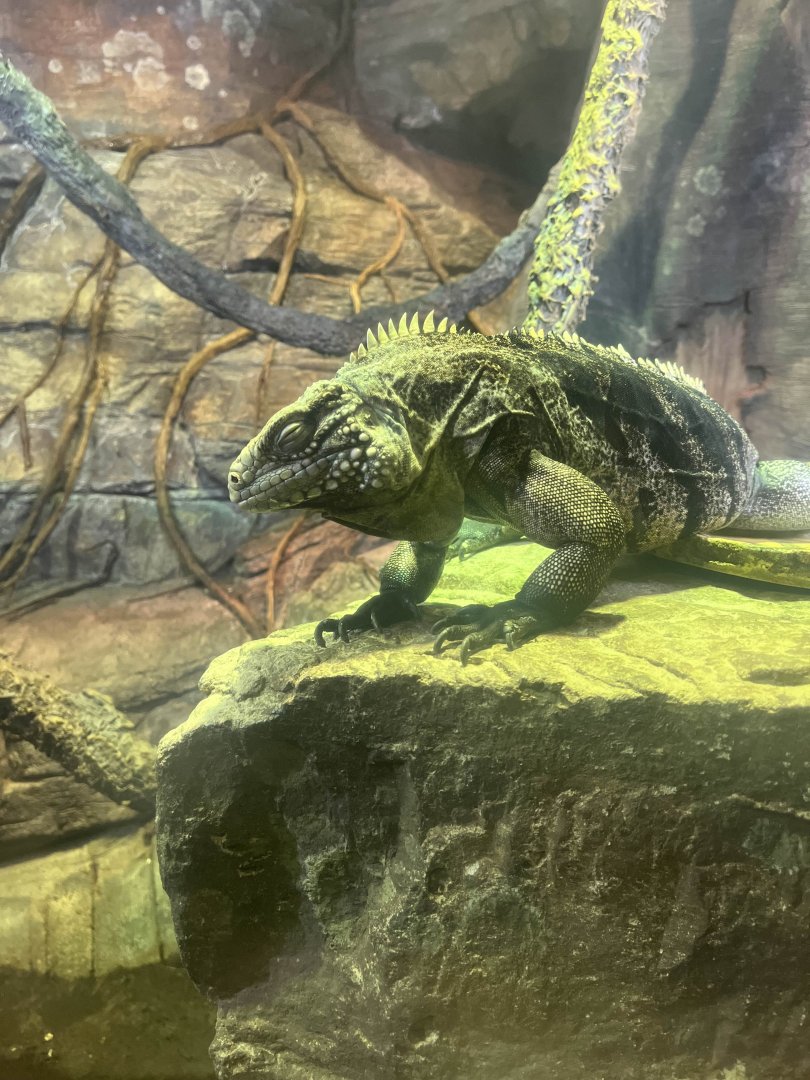 Rock iguana