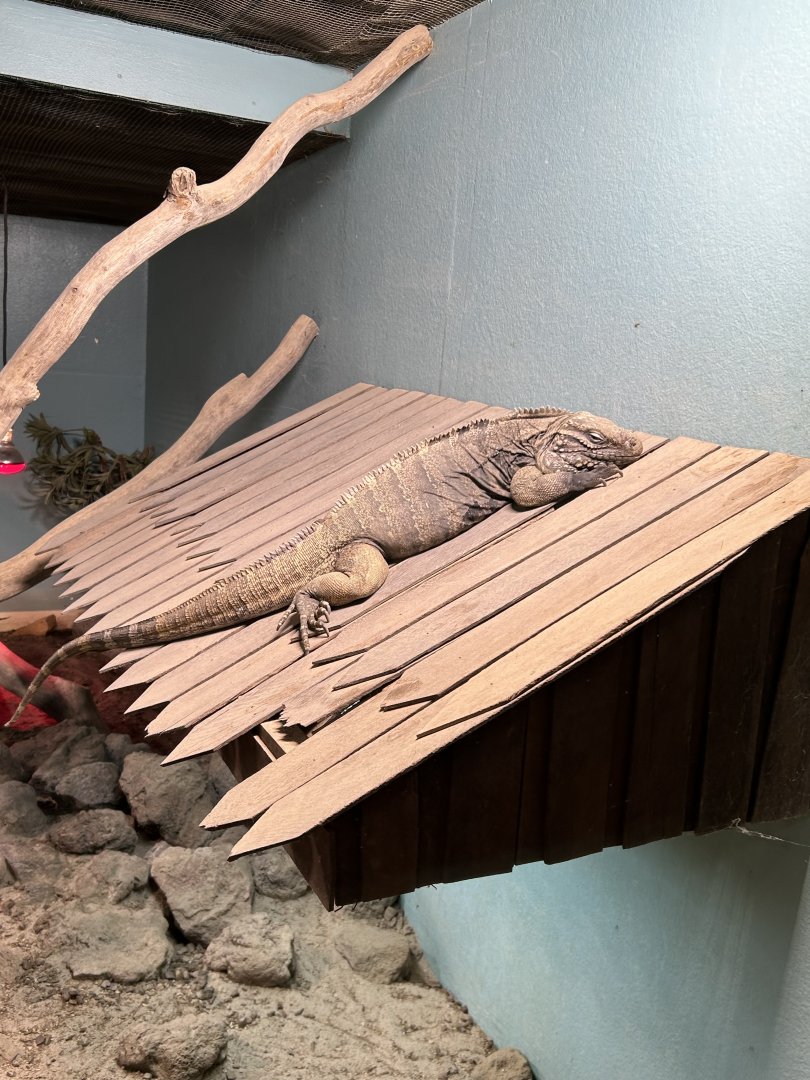 Rock iguana