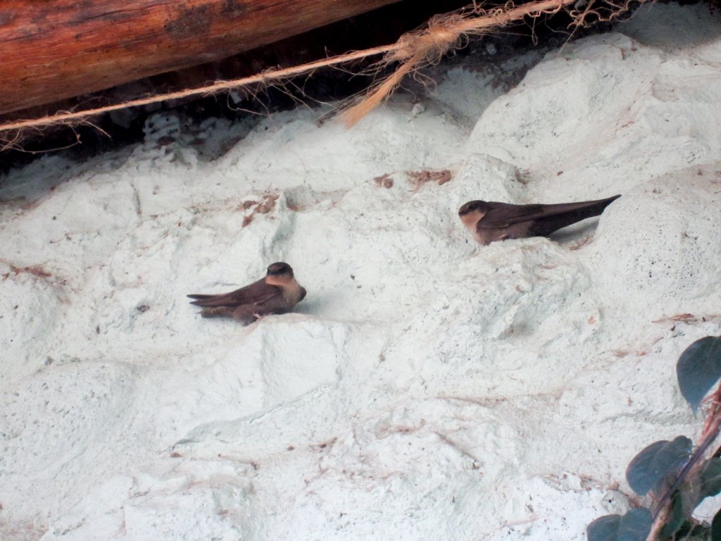 Rock Martins