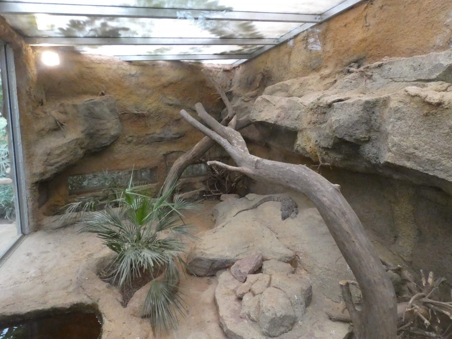 Rock Monitor enclosure in Elephant House