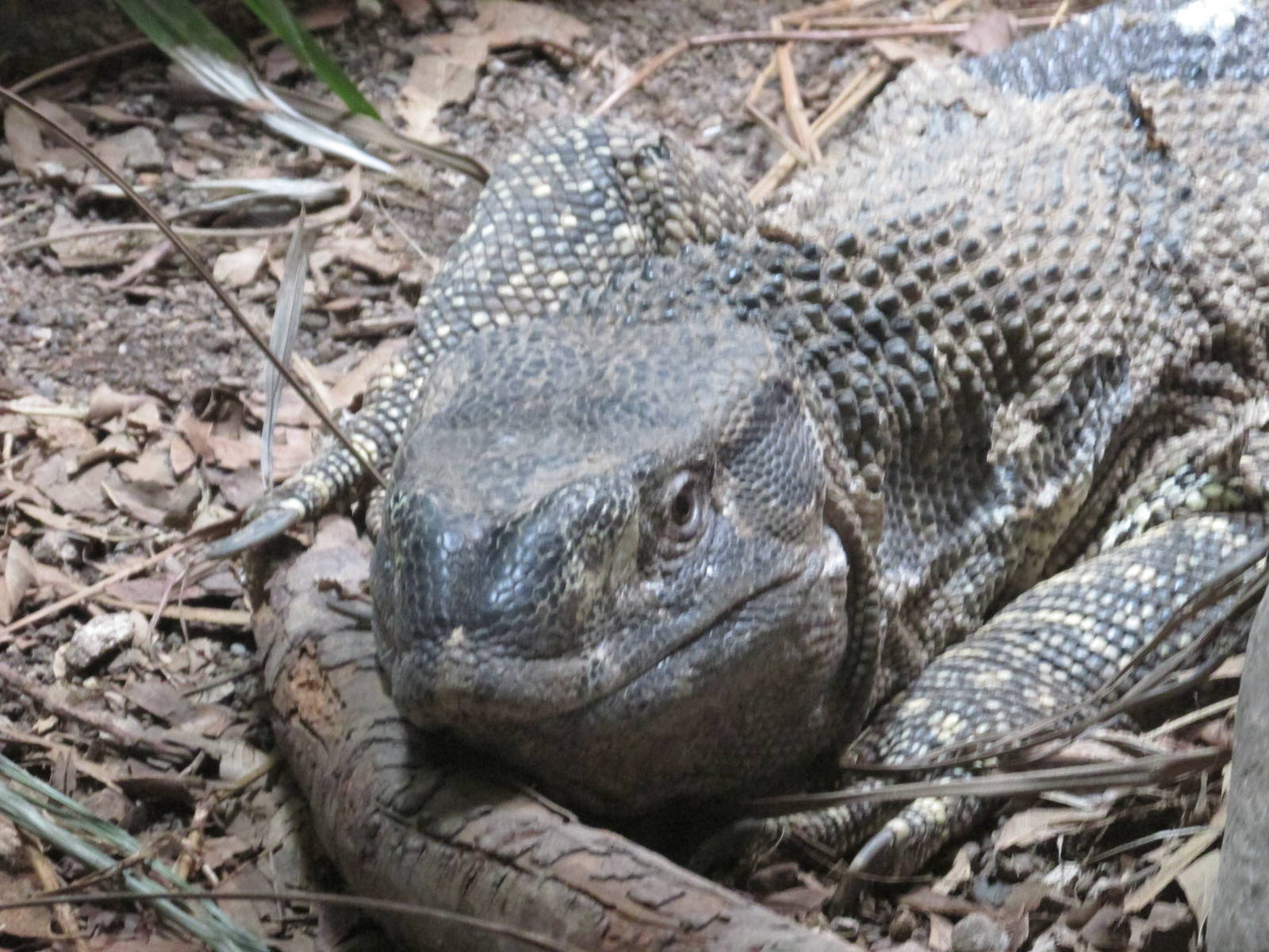 rock monitor guadalajara zoo