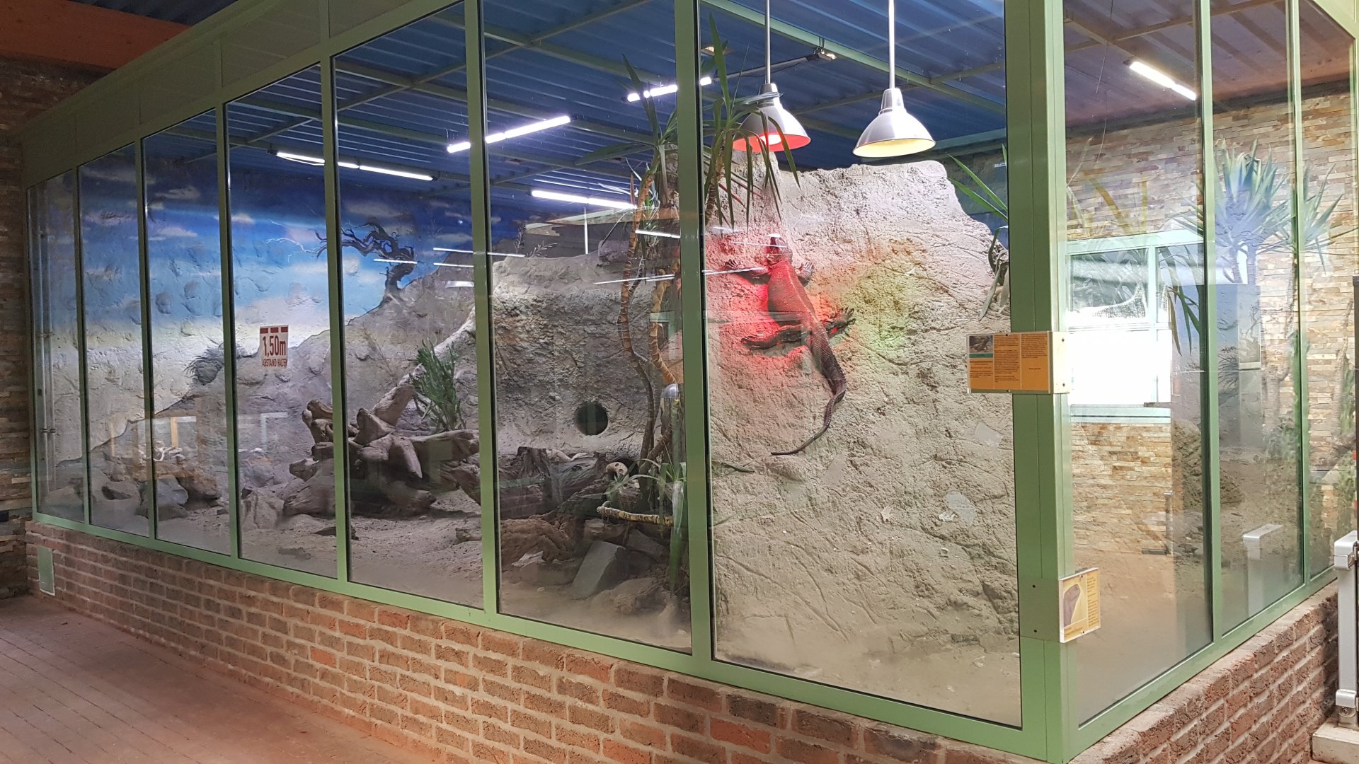 Rock monitor (Varanus albigularis) exhibit