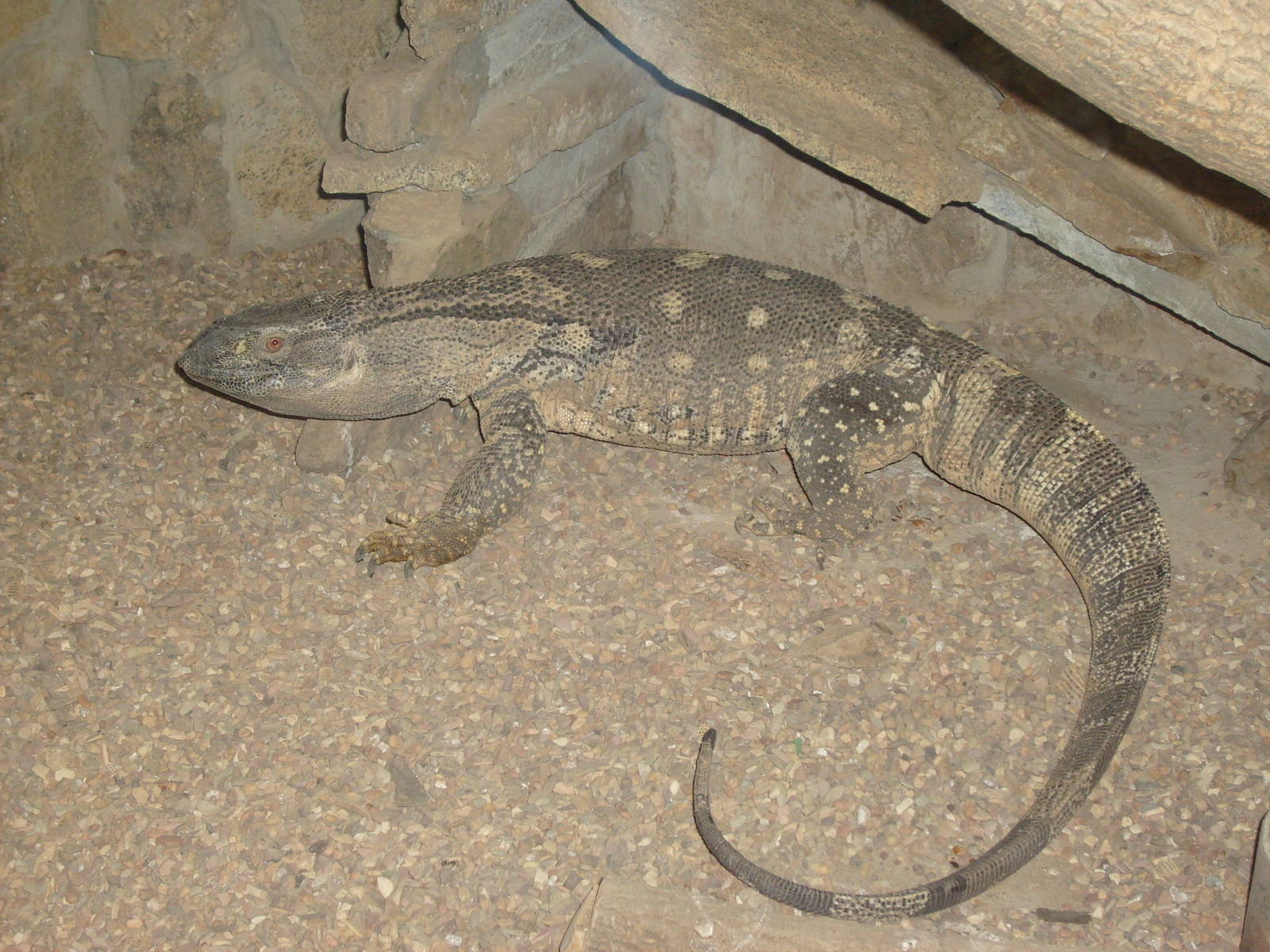 Rock monitor/Varanus albigularis