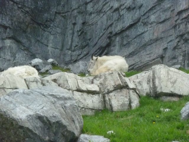 Rock Mountain Goat