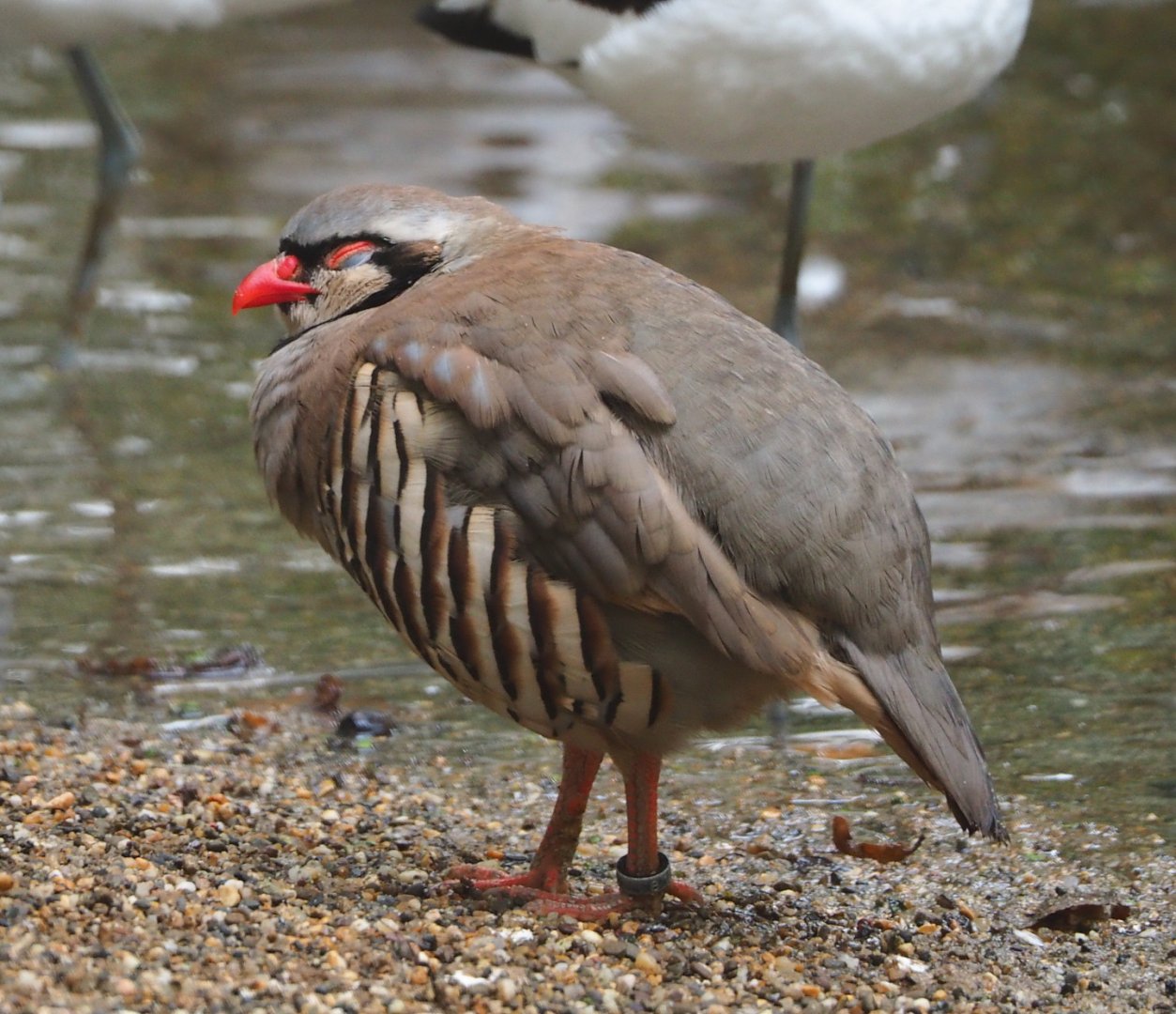 Rock partridge (Alectoris graeca), 2021-10-10