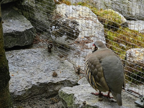 Rock partridge (Alectoris graeca) & Rock ptarmigan (Lagopus muta)