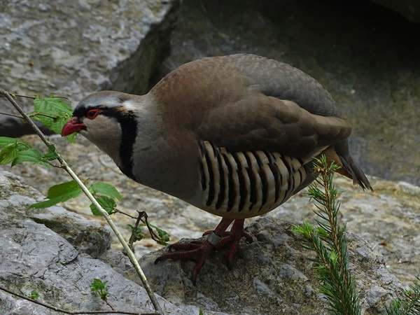 Rock partridge (Alectoris graeca)