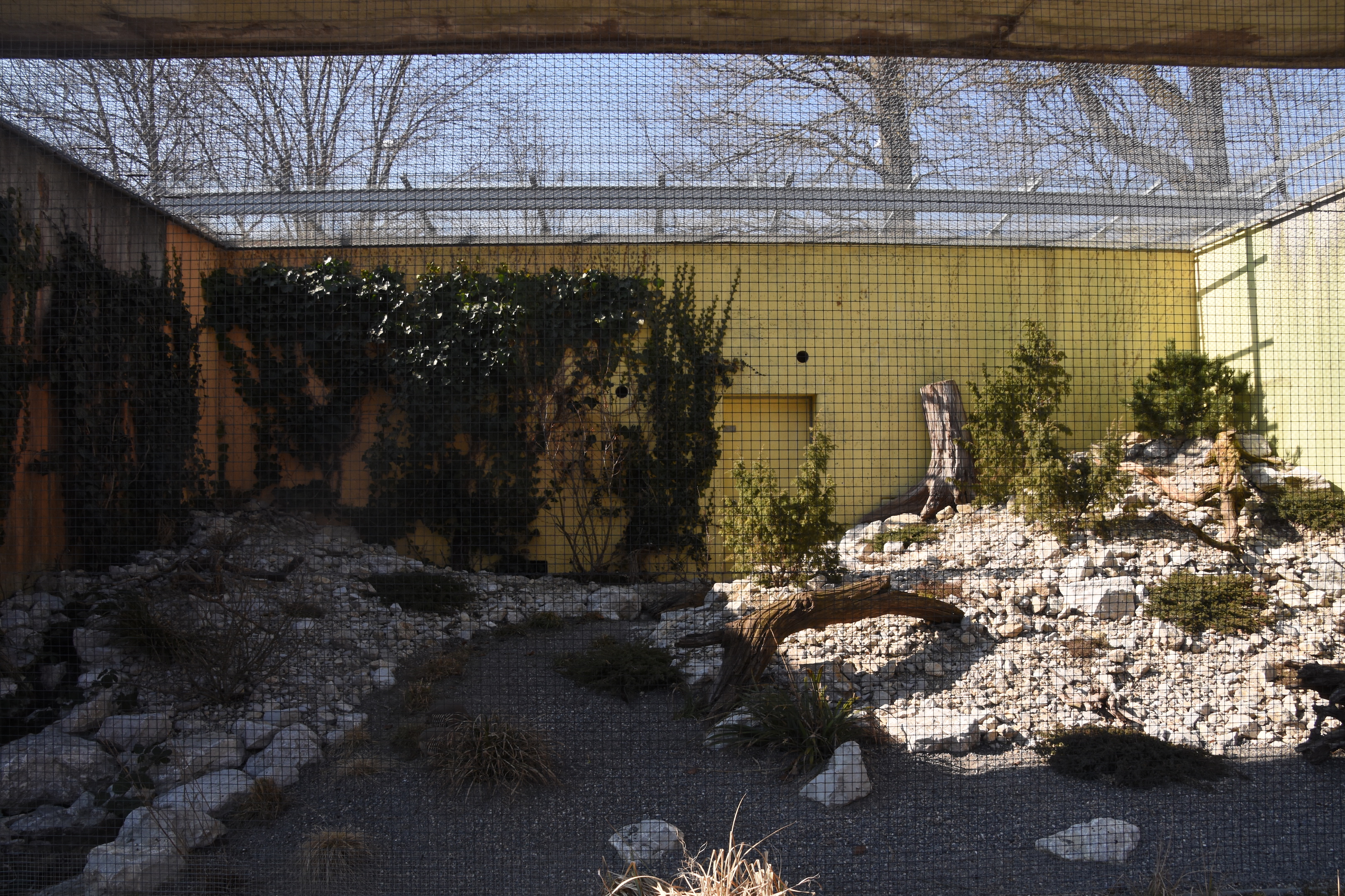 Rock partridge aviary