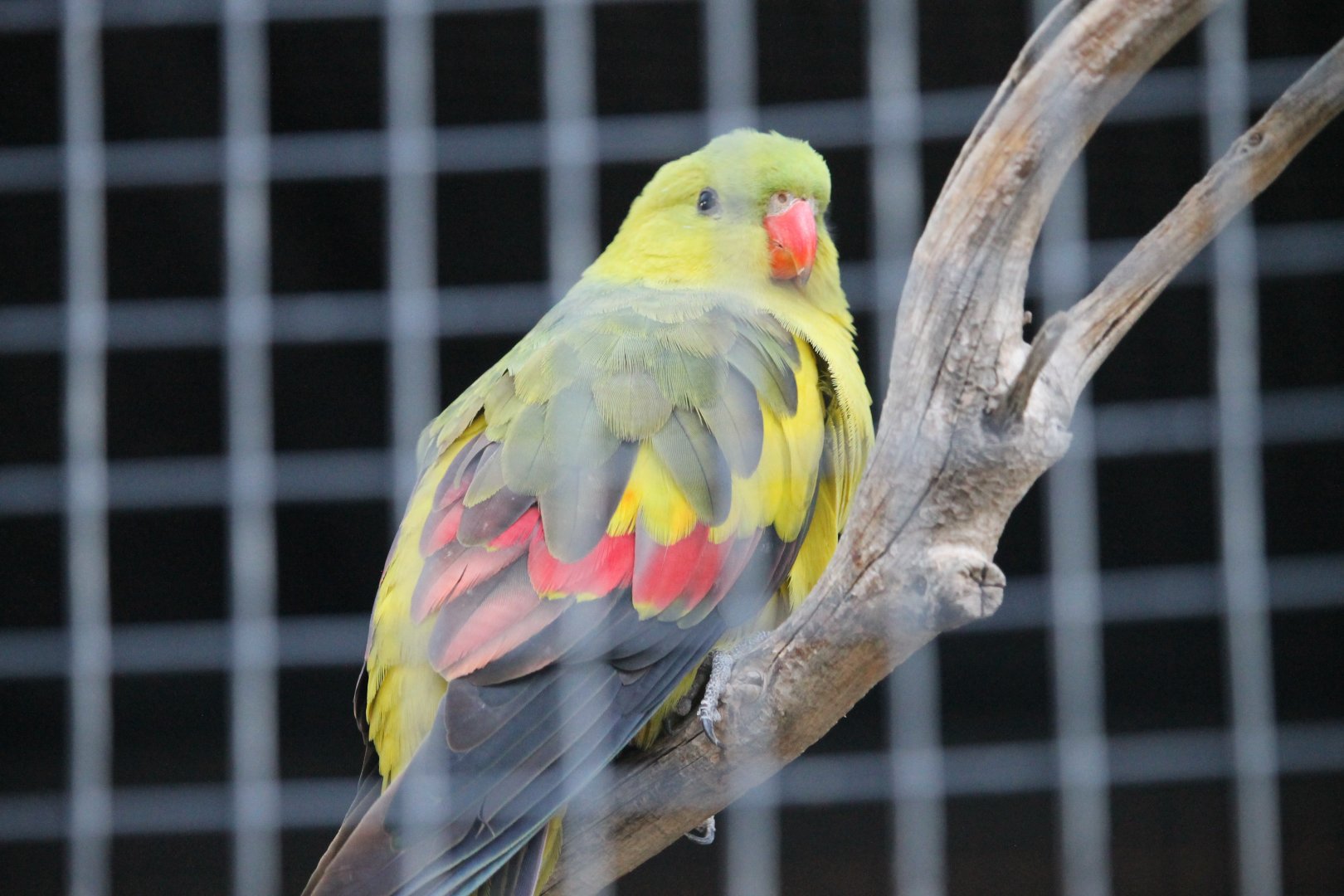 Rock pebbler parakeet (Polytelis anthopeplus)