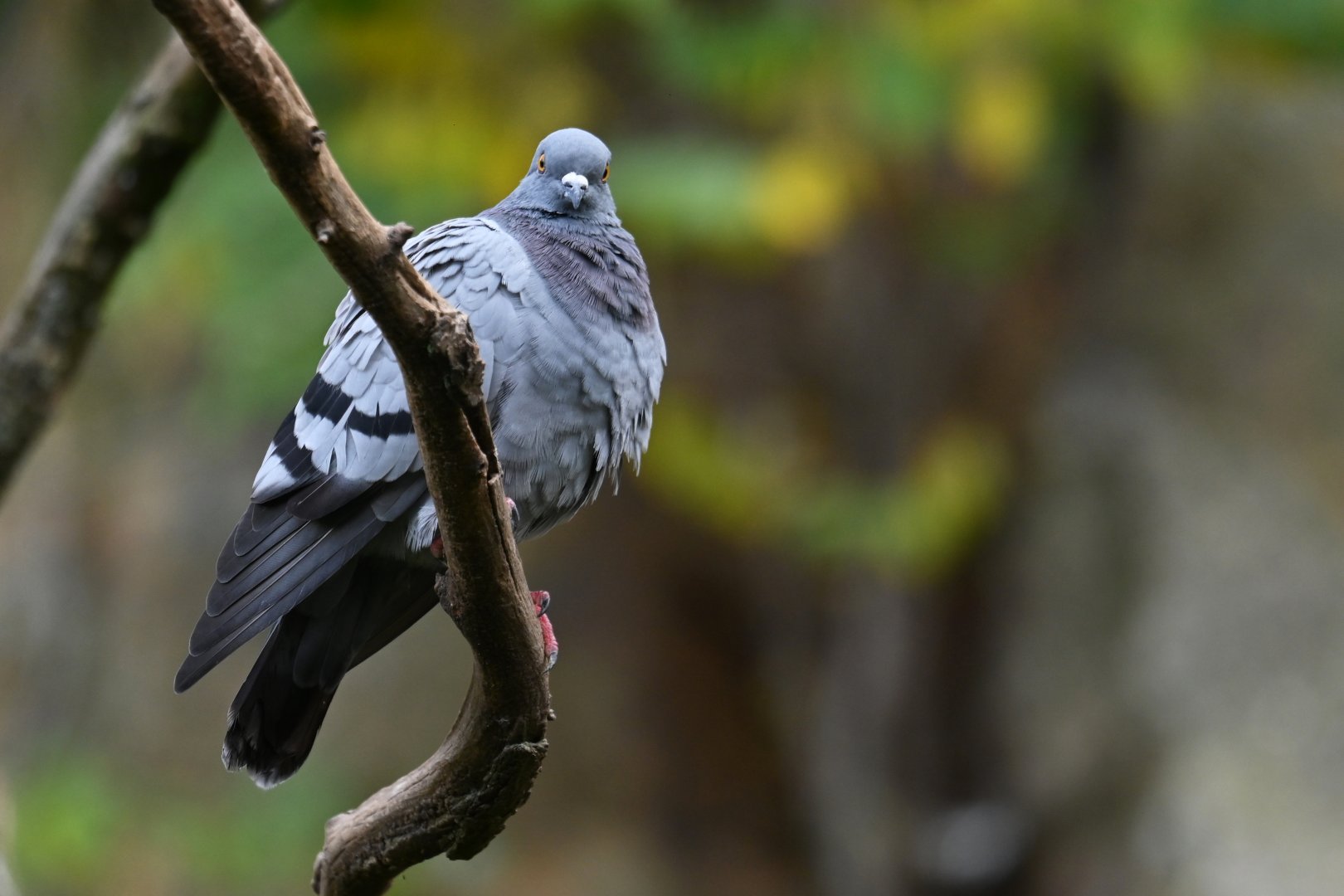Rock pigeaon (Columba livia)