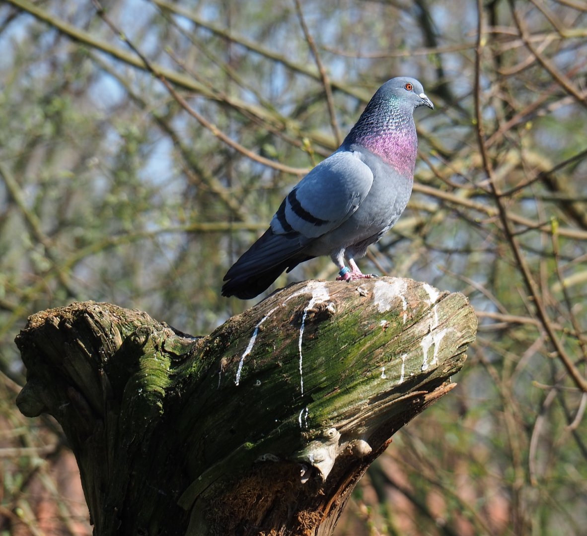 Rock pigeon (Columba livia), 2019-03-30