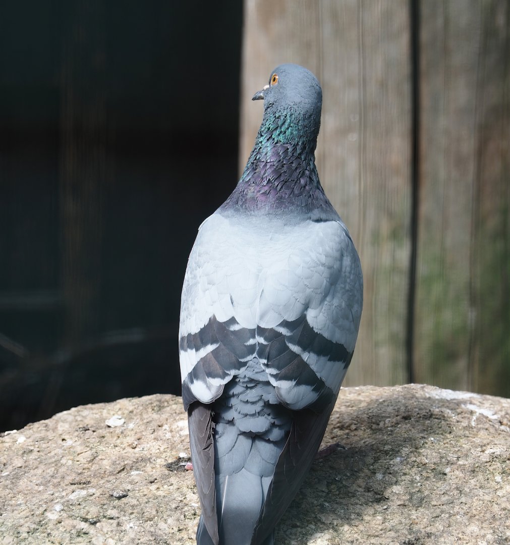 Rock pigeon (Columba livia), 2024-05-21