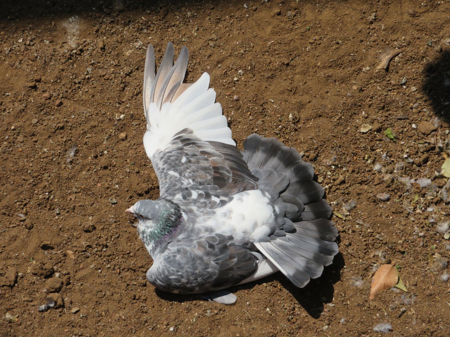 Rock Pigeon (Columba livia)