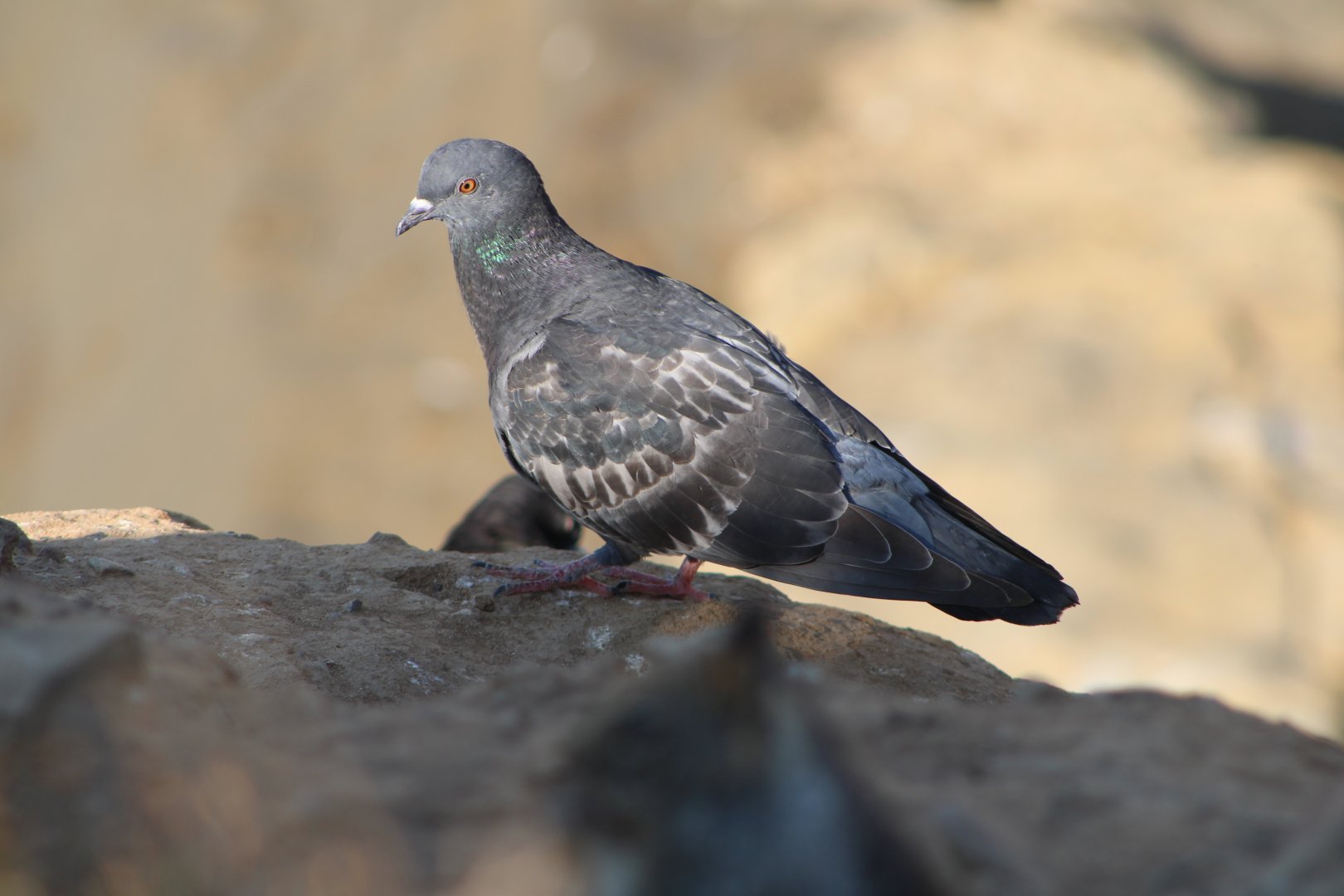 Rock Pigeon (Columba livia)