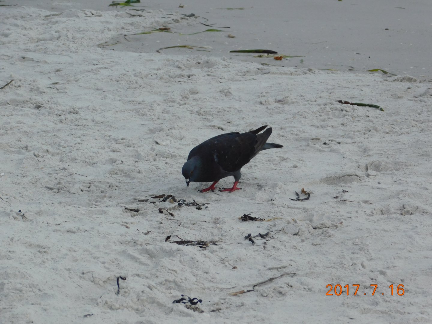 Rock Pigeon-Madeira Beach