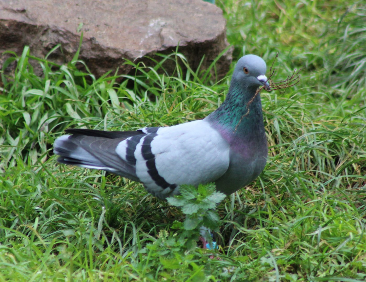 Rock pigeon with nesting-material