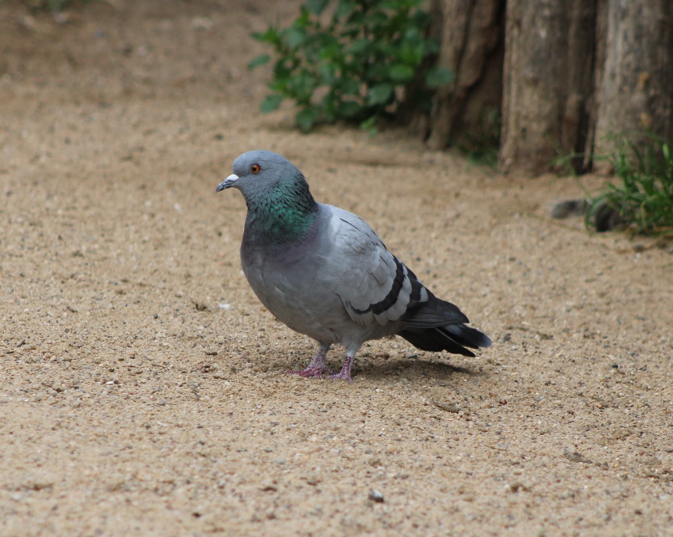 Rock pigeon