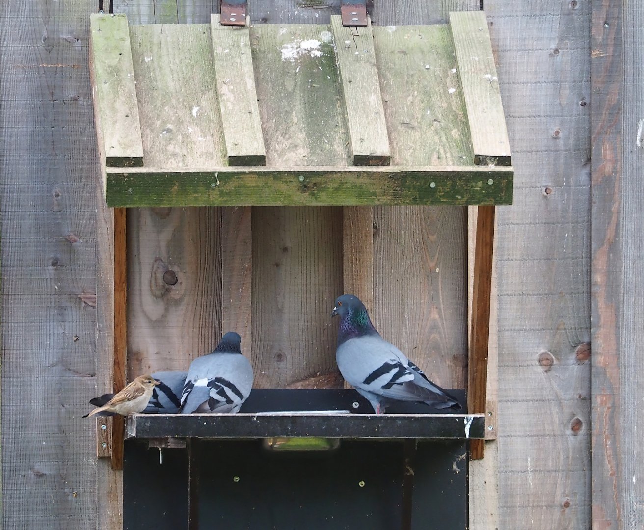 Rock pigeons (Columbia livia) and a wild House sparrow (Passer domesticus), 2023-07-18