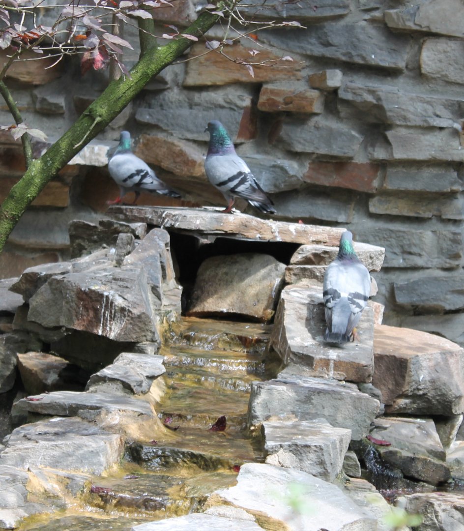 Rock pigeons