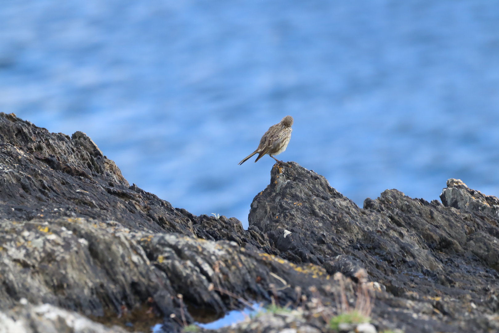 Rock Pipit