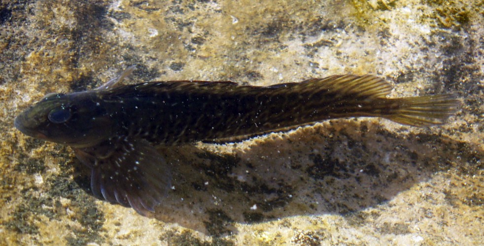 Rock-pool Blenny (Parablennius parvicornis)